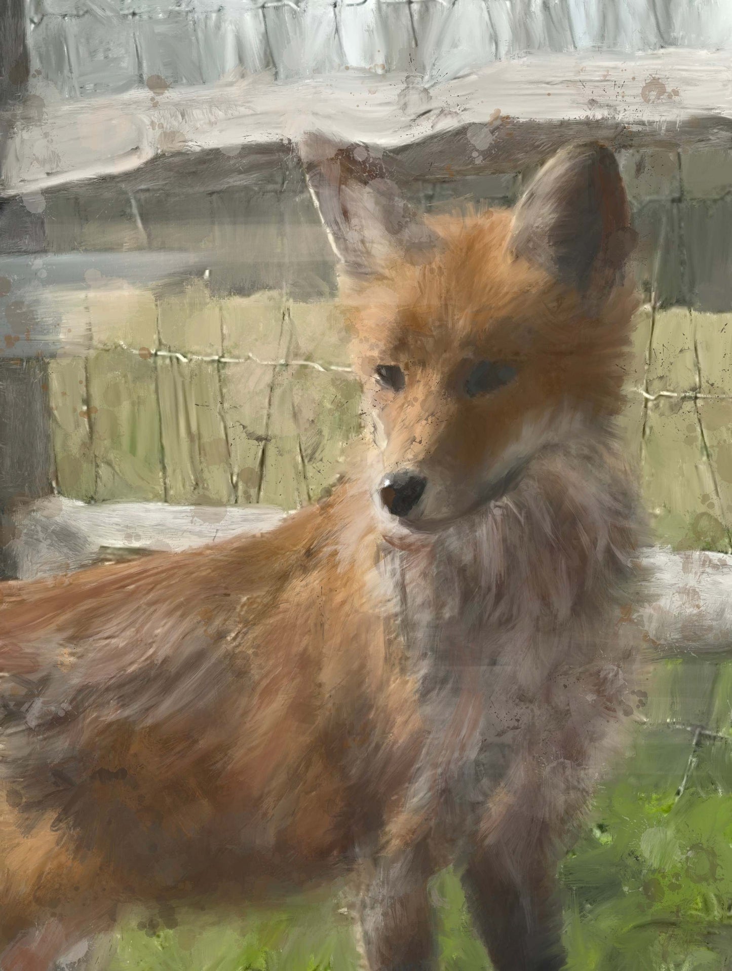 Fox in the Window -