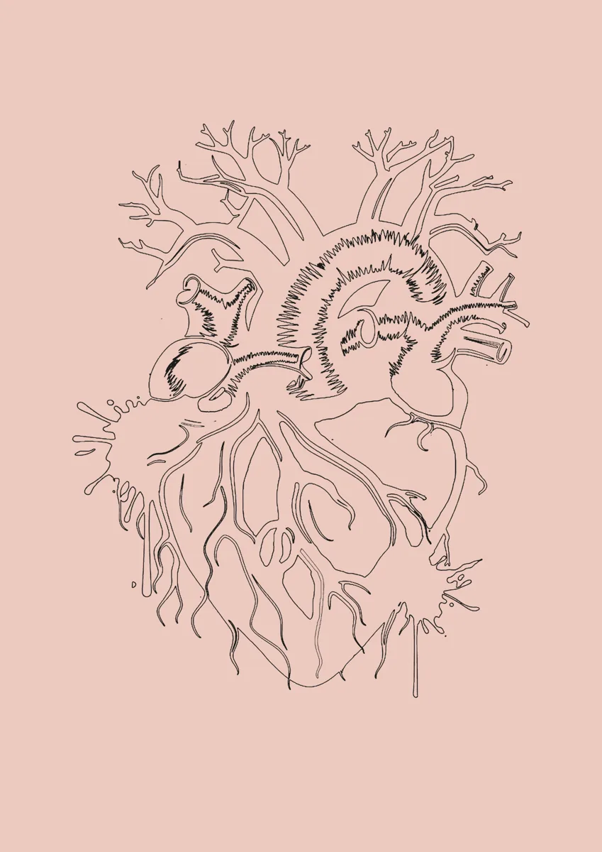 Anatomical heart drawn in fine lines