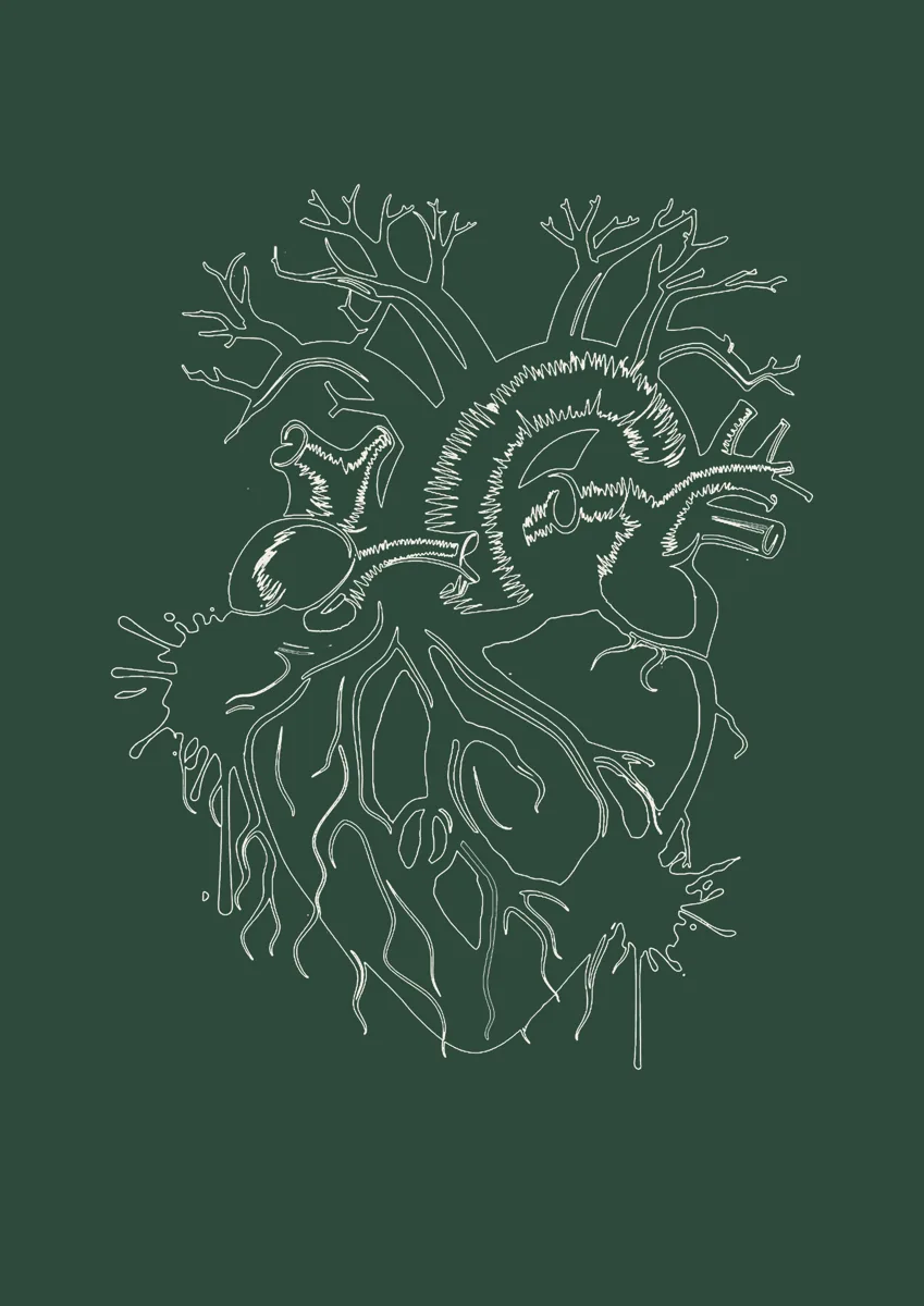 Anatomical heart drawn in fine lines