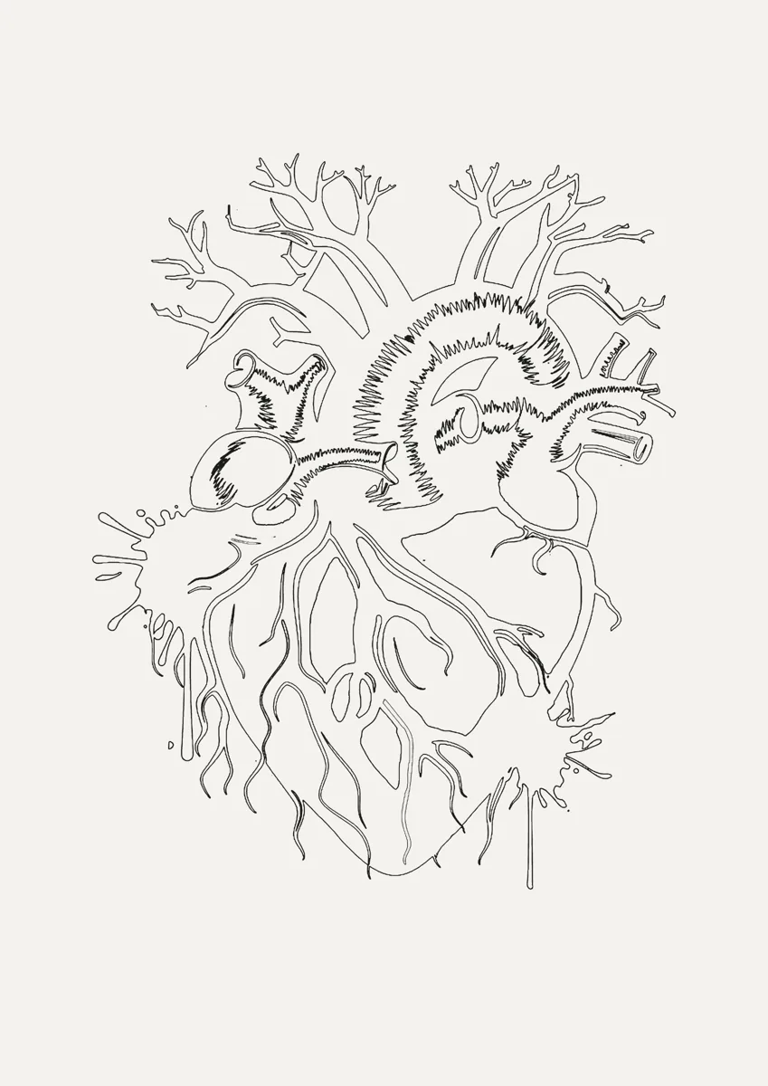 Anatomical heart drawn in fine lines