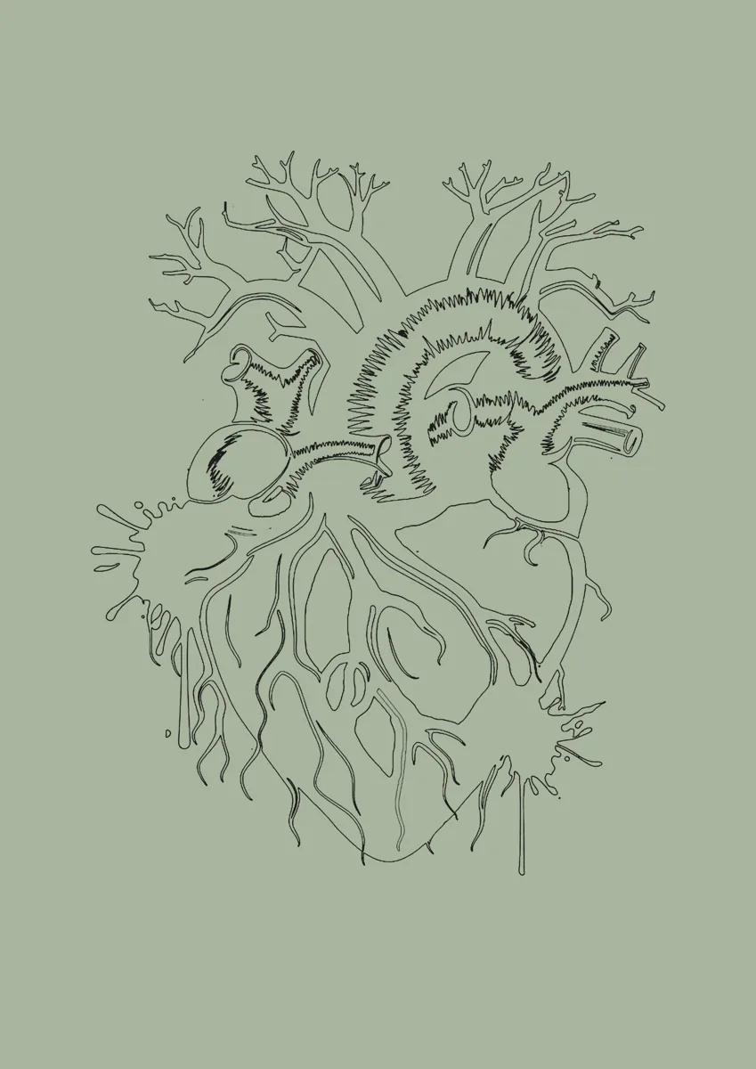 Anatomical heart drawn in fine lines
