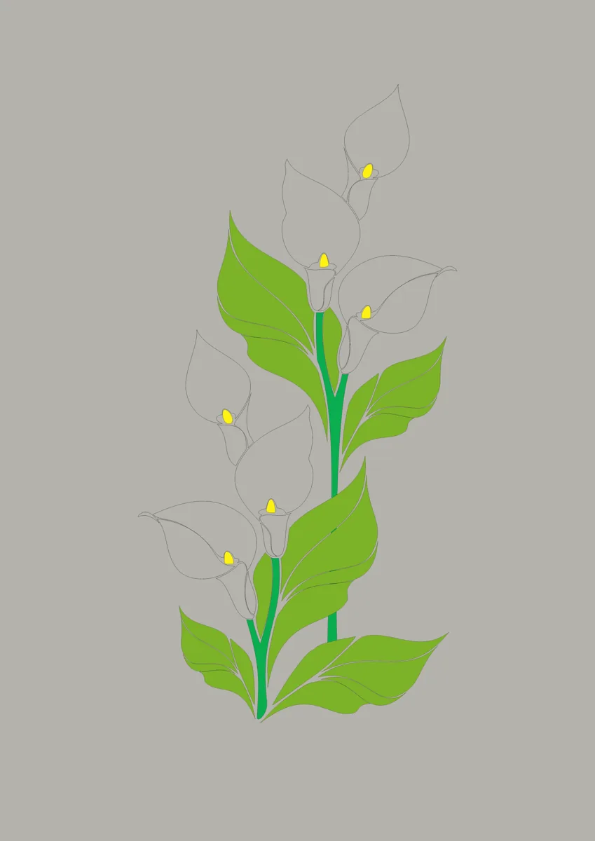 White arum lilies with green leaves and stems