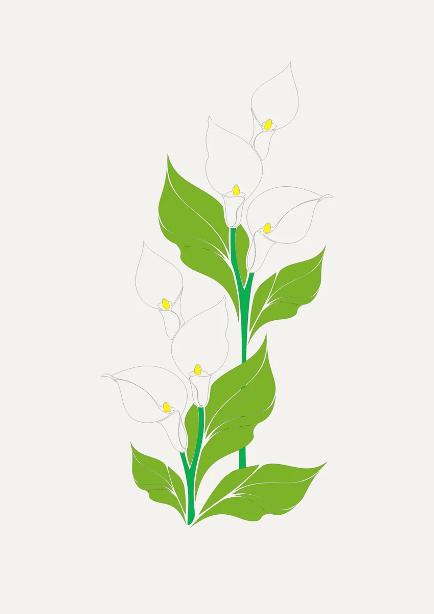White arum lilies with green leaves and stems
