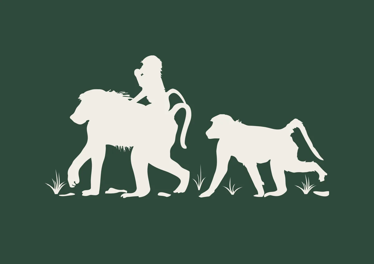 Family of baboons walking together, silhouette