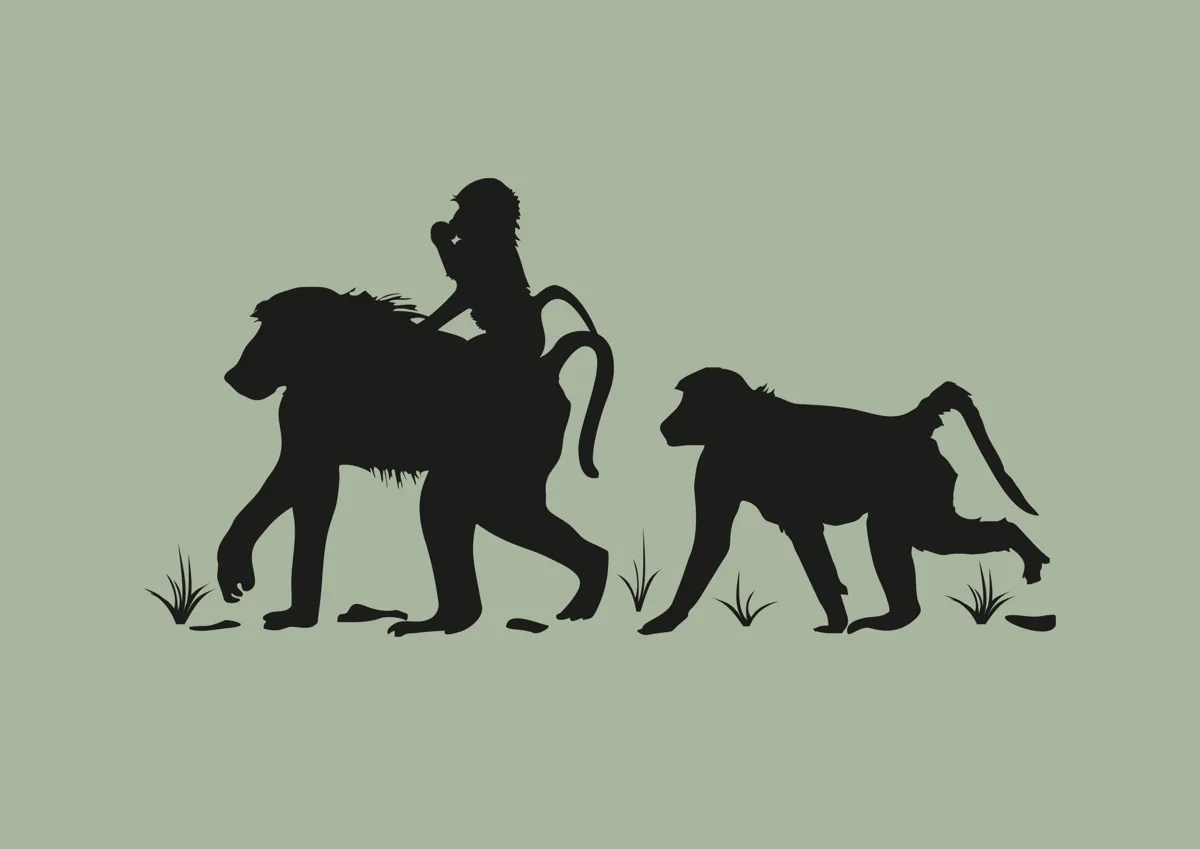 Family of baboons walking together, silhouette