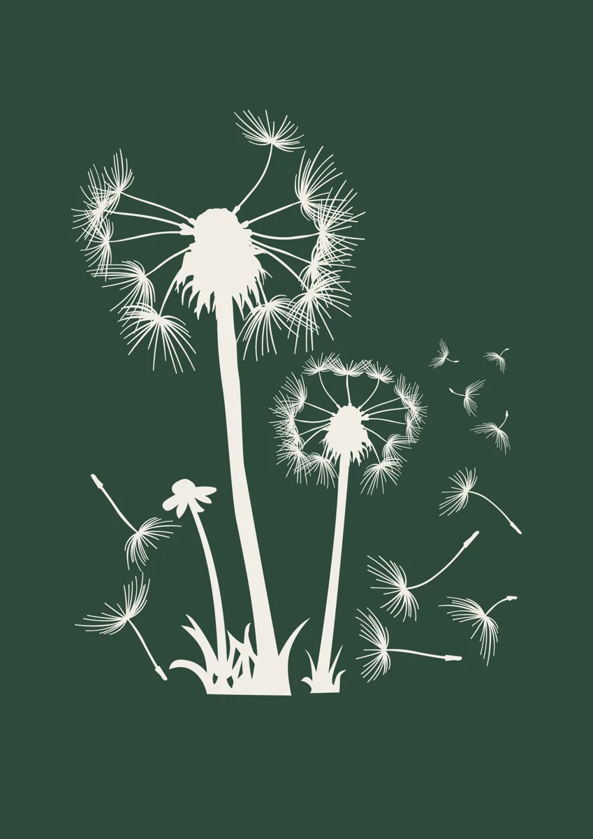 Dandelion seed heads with seeds blowing away