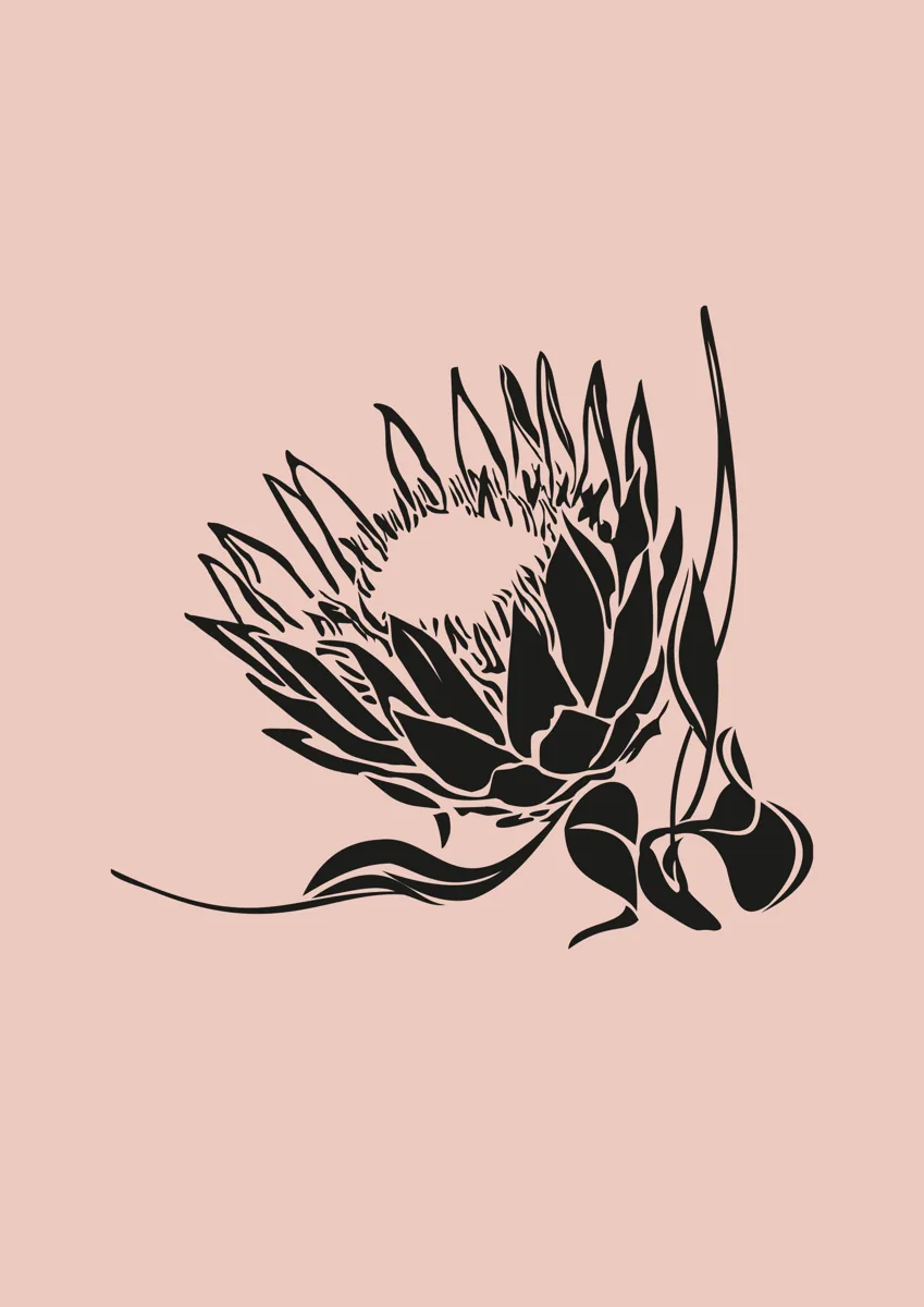 King protea flower in bloom, graphic illustration