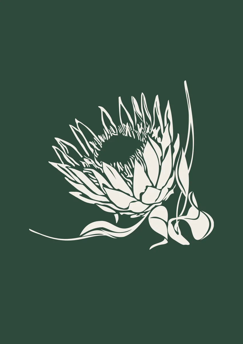 King protea flower in bloom, graphic illustration