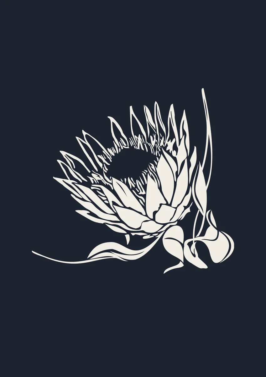King protea flower in bloom, graphic illustration