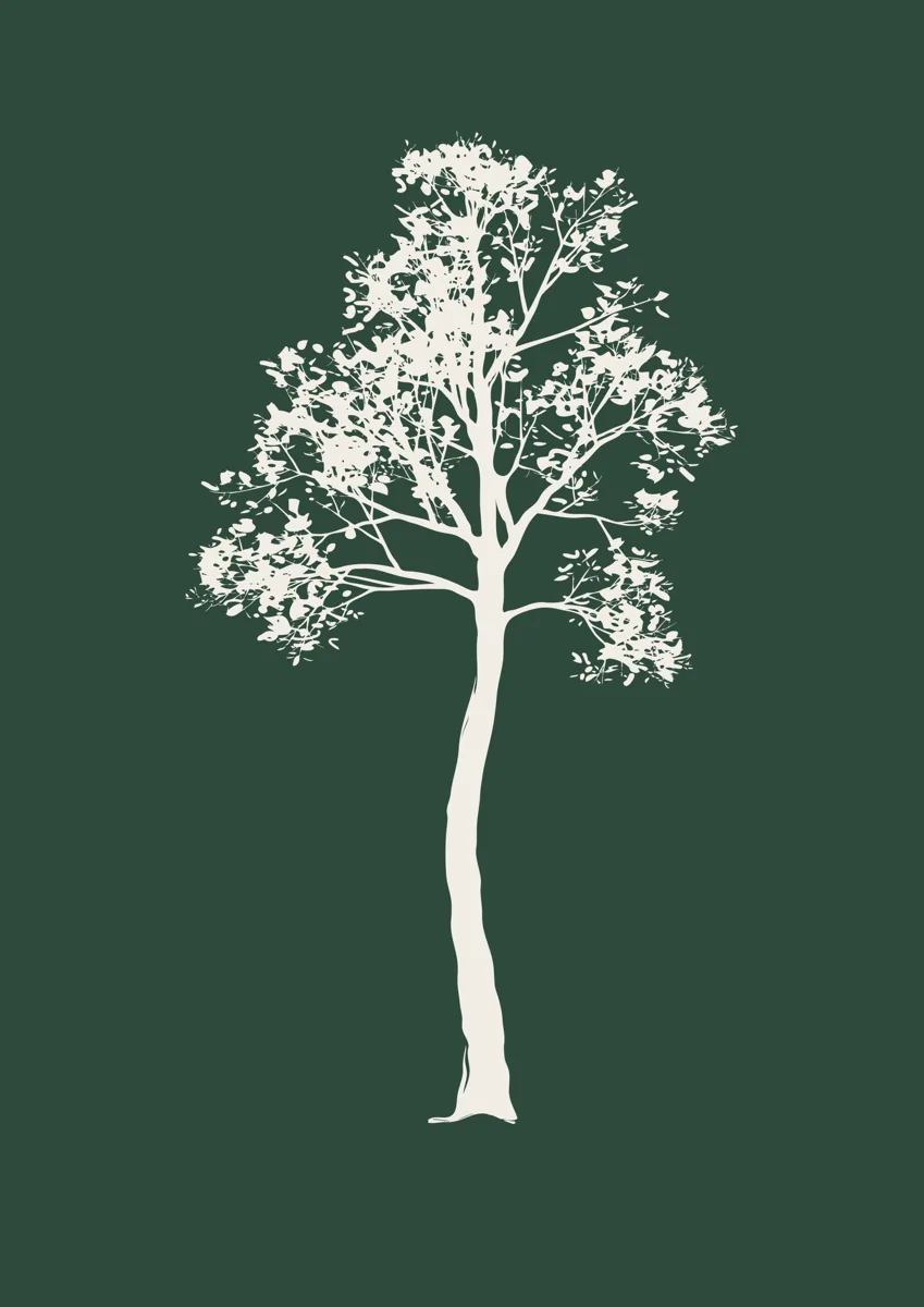 Tall slender tree with a dappled canopy, silhouette