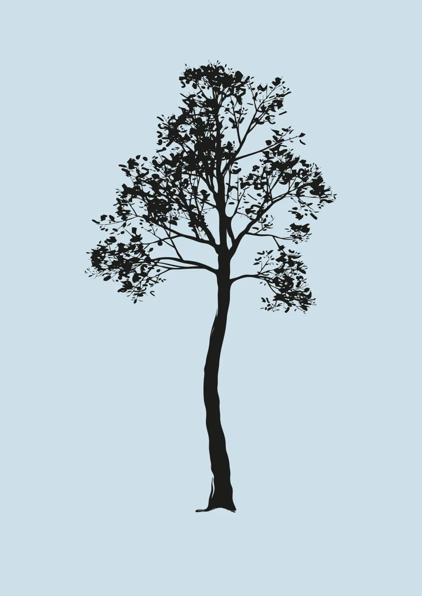 Tall slender tree with a dappled canopy, silhouette