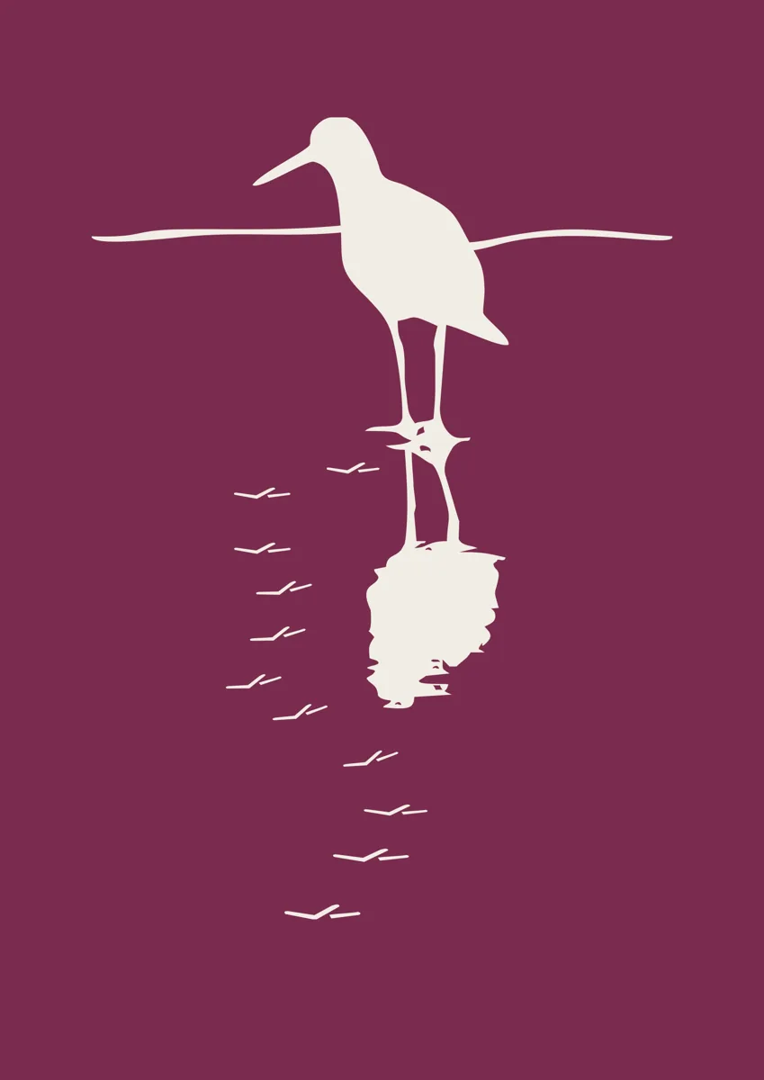 Sandpiper wading bird standing in water with its reflection