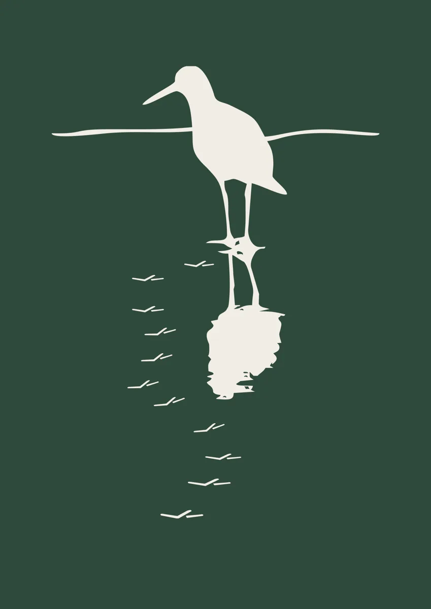 Sandpiper wading bird standing in water with its reflection