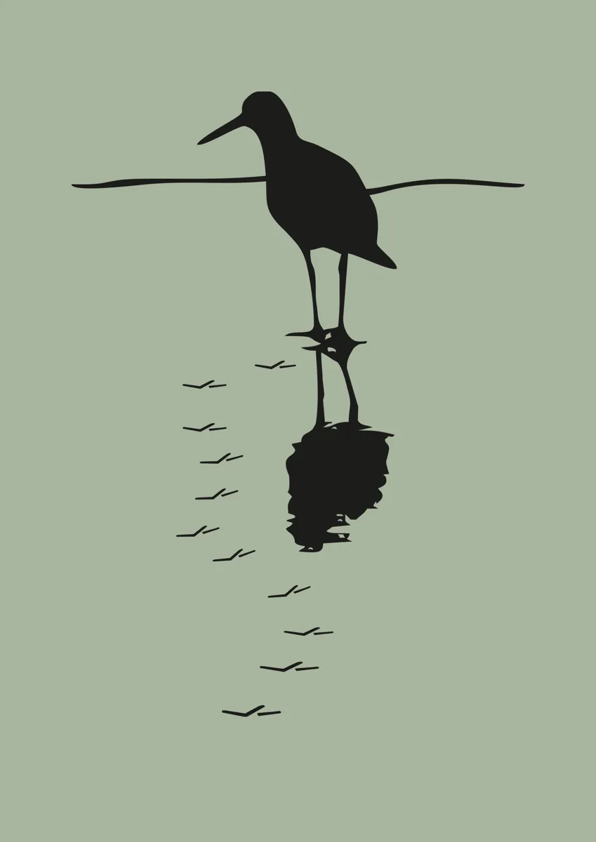 Sandpiper wading bird standing in water with its reflection