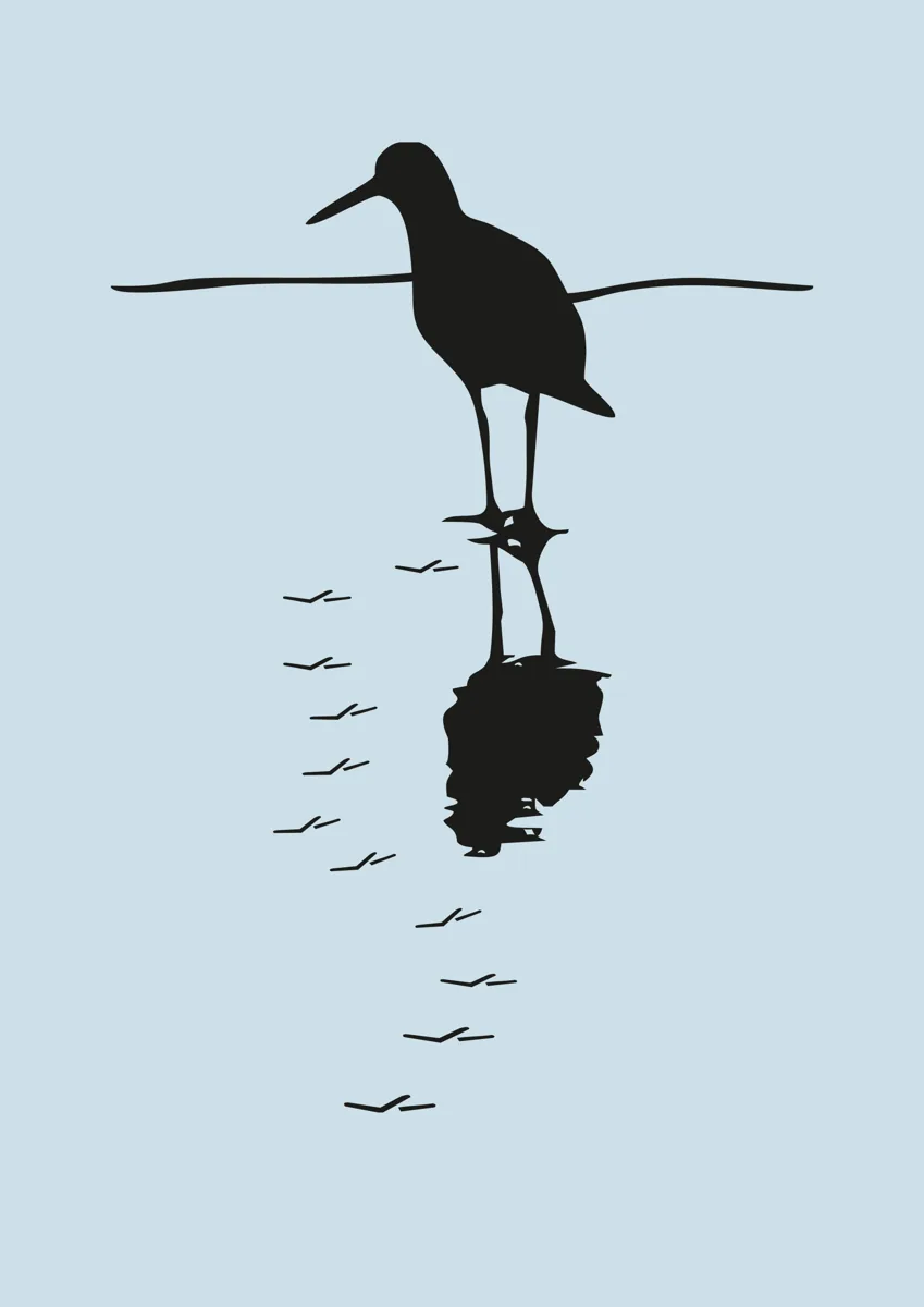 Sandpiper wading bird standing in water with its reflection