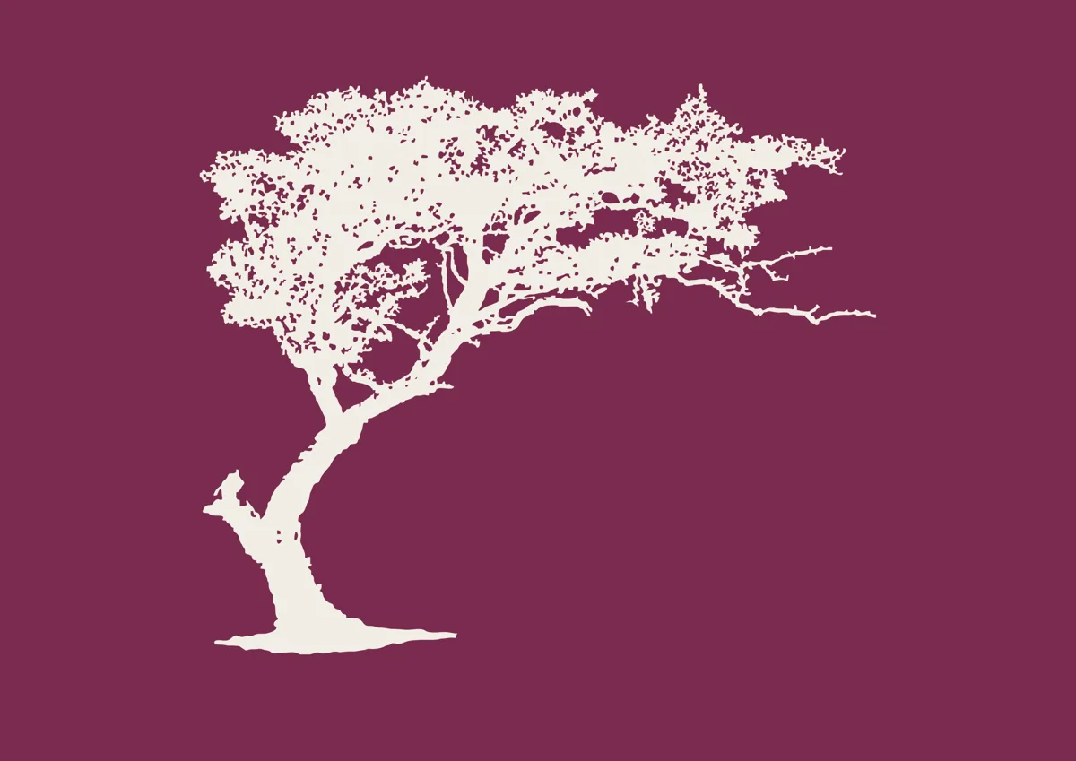 Windswept tree leaning to one side, silhouette