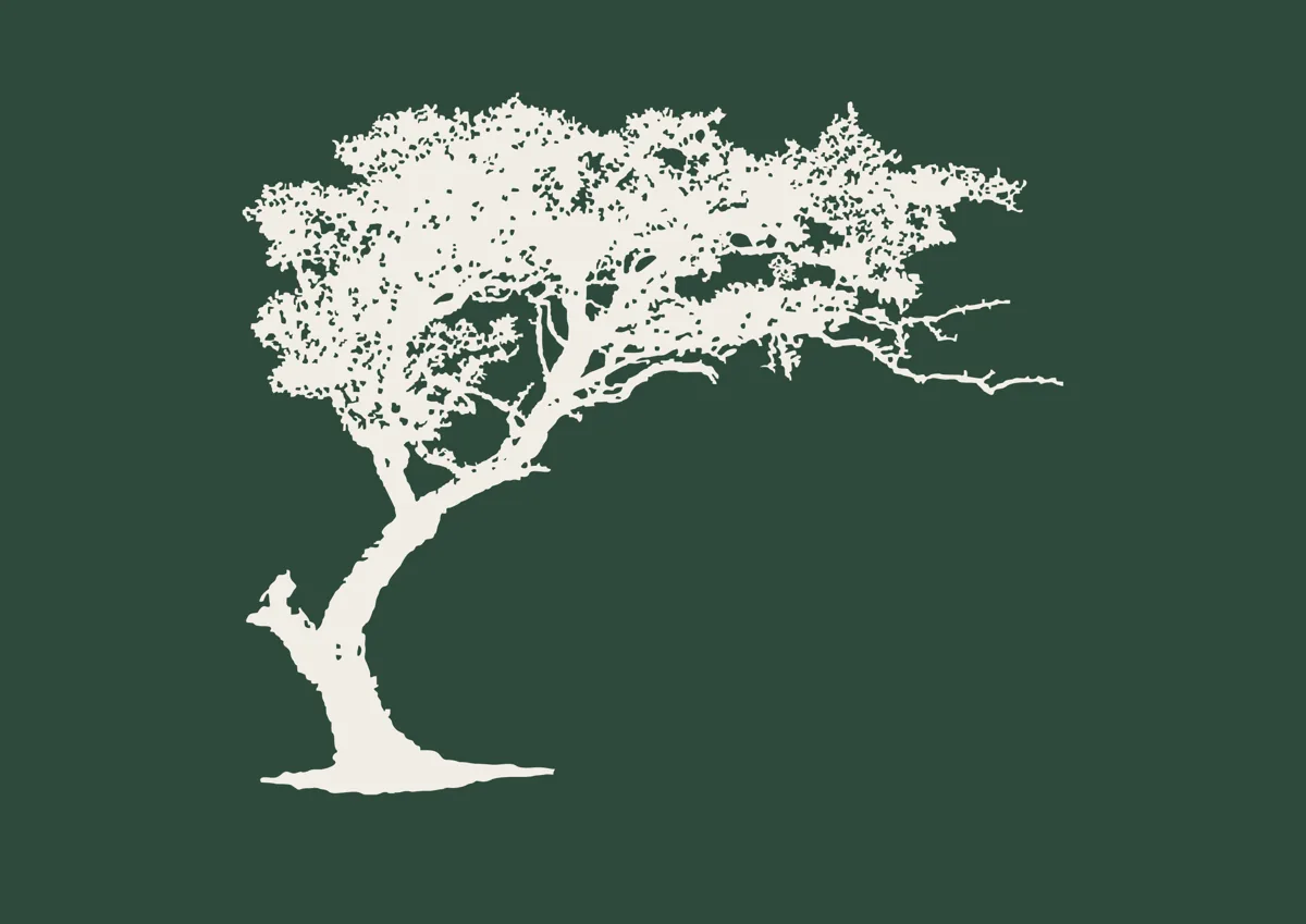 Windswept tree leaning to one side, silhouette