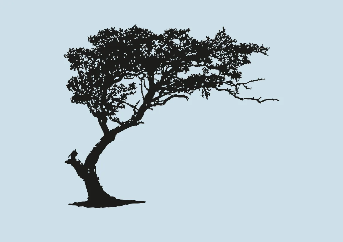 Windswept tree leaning to one side, silhouette